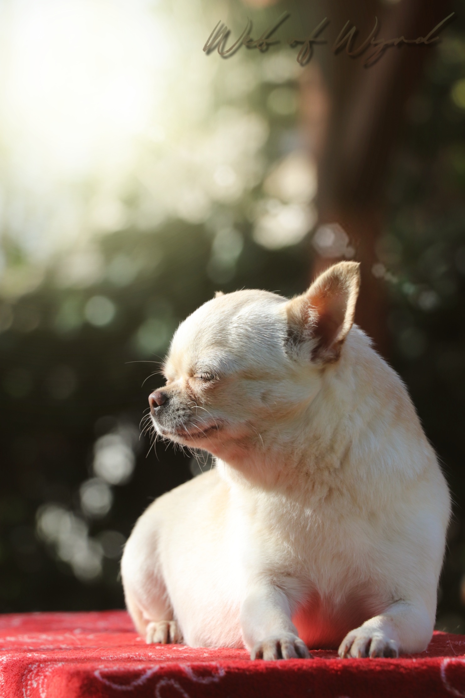 POLLY Made in Mexico