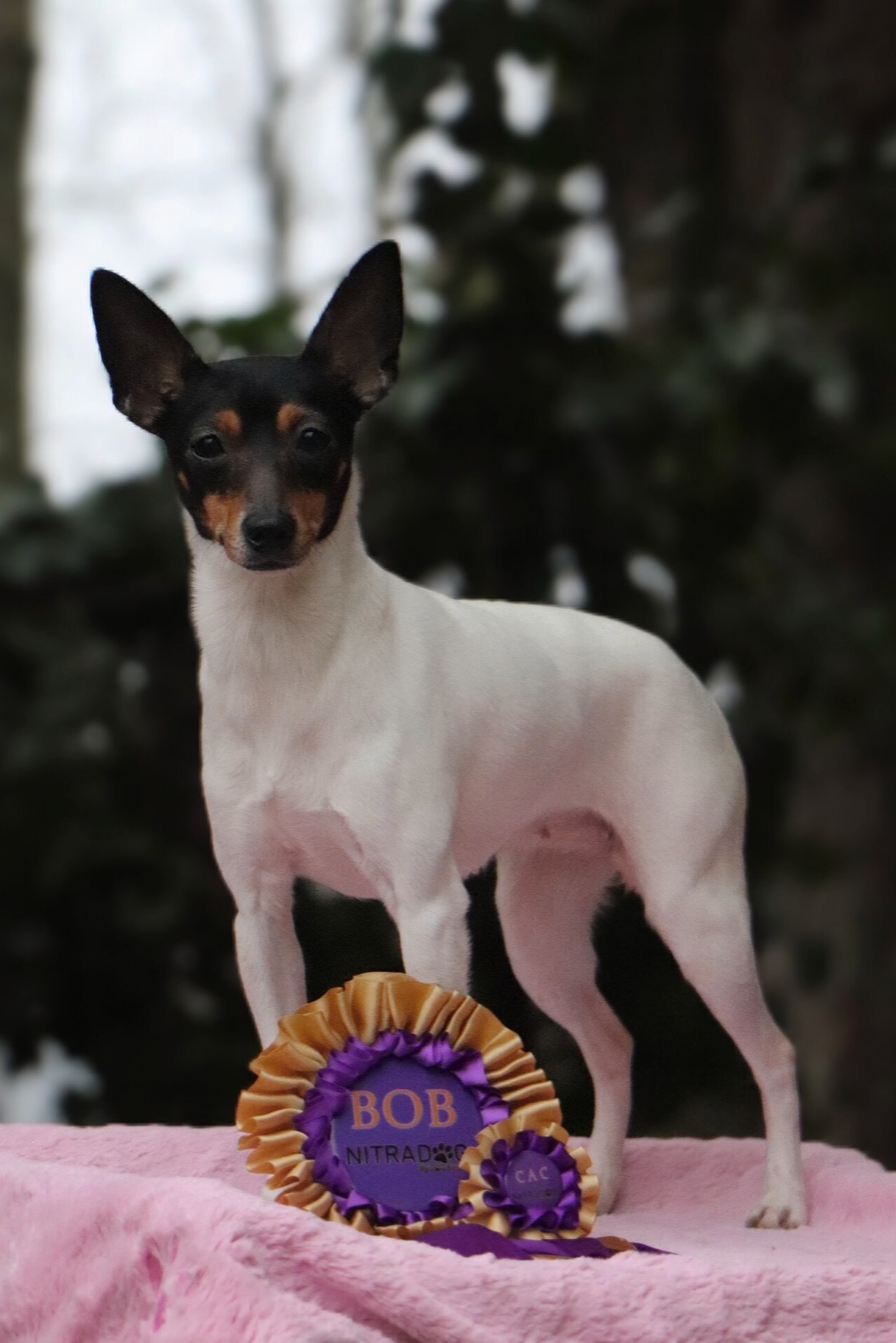 KAMA z Grodu Kopernika (FCI)