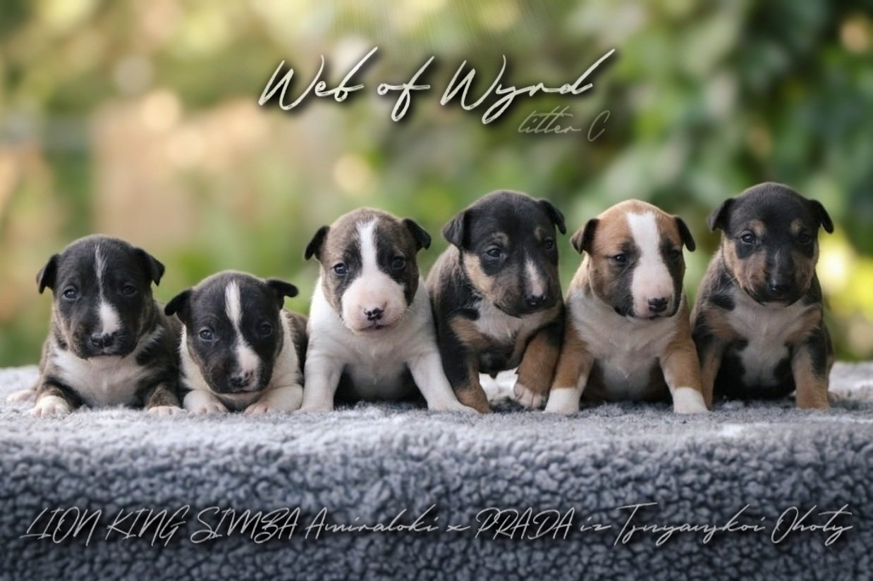 Web of Wyrd breeding 2026